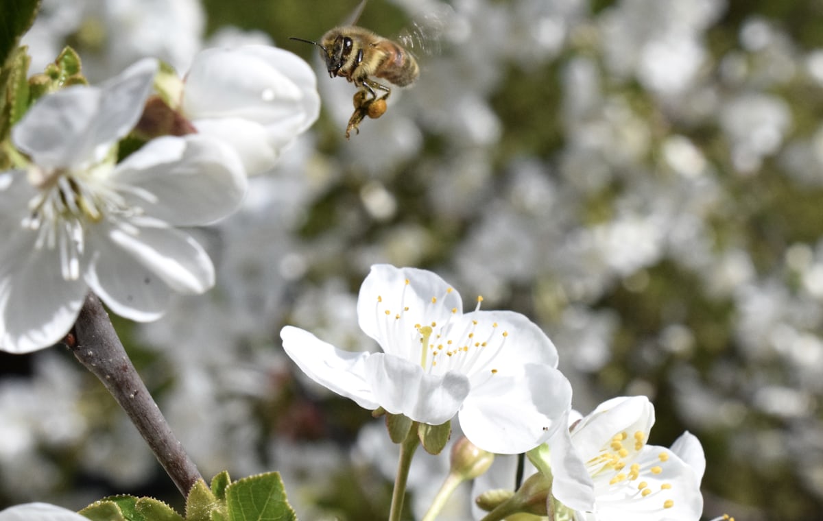 Spring pollen season and indoor air quality